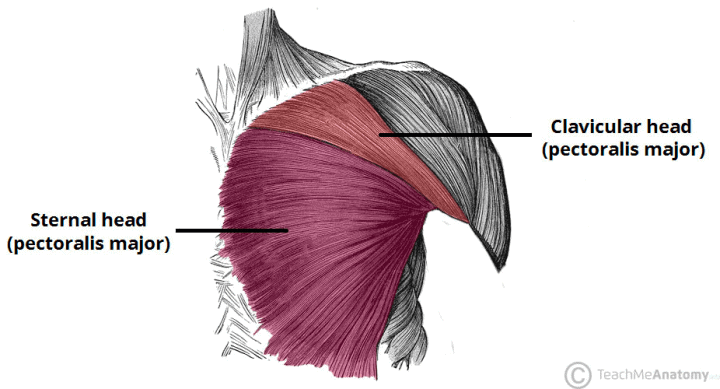 Chest Muscles Region Anatomy
