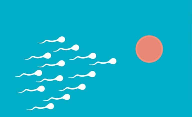 Does Anavar Affect Male Fertility & Reduce Sperm Count?